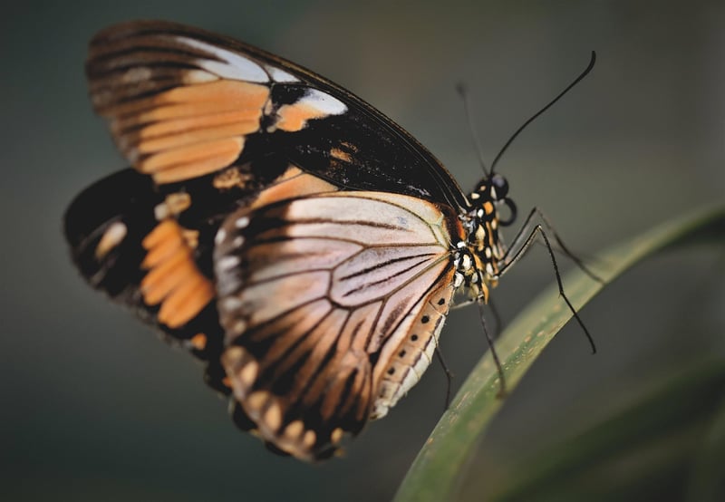 Butterfly Effect Missions
